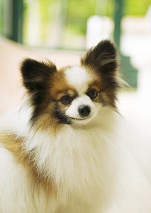 ビションフリーゼを適正価格で購入する