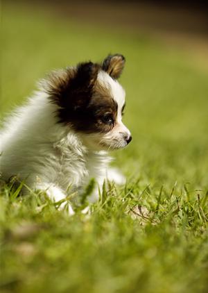 専任スタッフが老犬介護を行なう施設