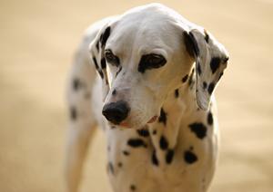 あらゆるペットの治療に対応する動物病院