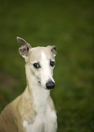 鹿肉のドッグフードは飼い犬にためになる