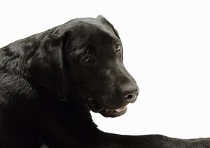 高齢犬猫の健康サポート！ロイヤルカナン