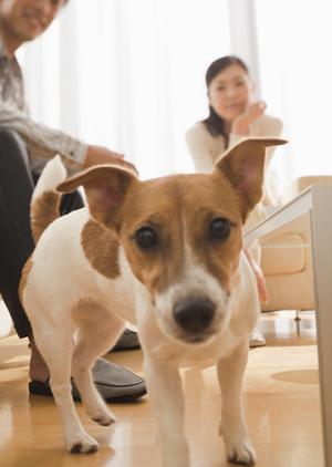 シロアリ駆除の専門｜アサンテが提供する即日対応と無料診断の安心サービス