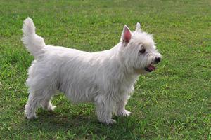 ポメラニアンの子犬を家に迎えよう