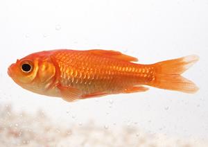 大阪で安心！安いペット輸送サービスを徹底比較