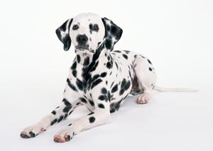 ペット輸送の決定版！大阪で安心・安全なサービスを徹底解説