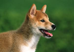 池袋の猫カフェで癒しの時間が得られる