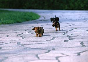 ペットも人も安心な滑らないマット