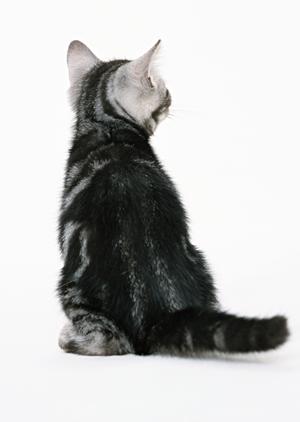 自然に近い環境で動物医療を提供する緑の森どうぶつ病院 豊岡病院の特色と魅力